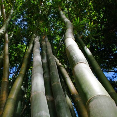 Bamboo plants and plugs