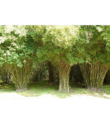 BAMBOO 2024.6〜2025.1 Bambusa multiplex – Bamboo Spirit