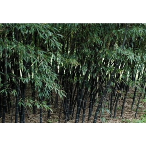 Phyllostachys nigra - 2.5L
