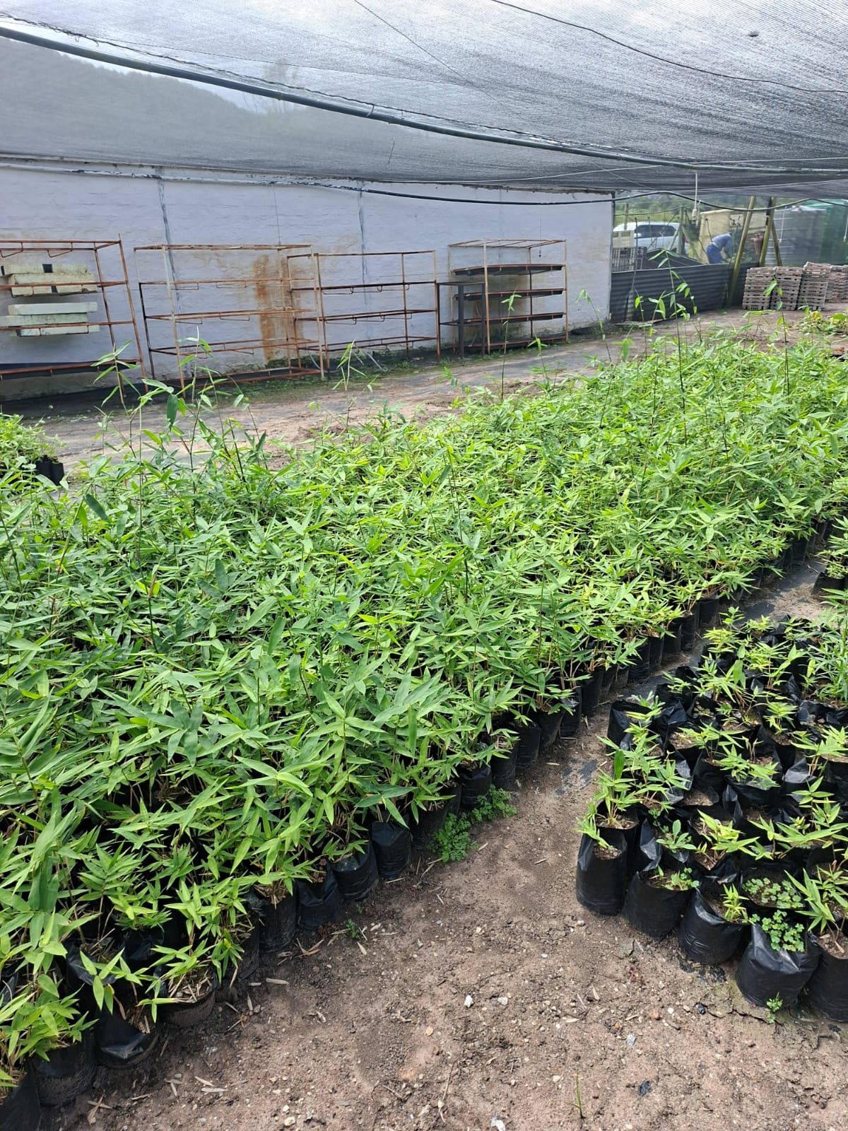 1 000 x 1,25 L Bagged - Bambusa balcooa plugs