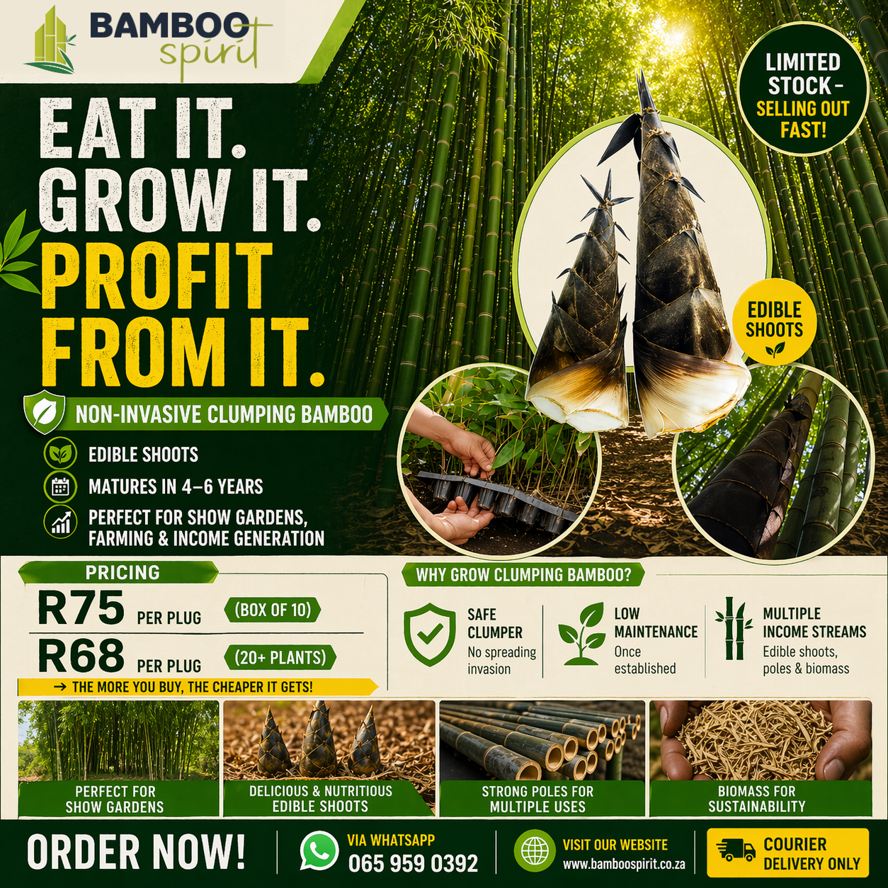 EDIBLE Bamboo - Asper plugs (SPECIAL)