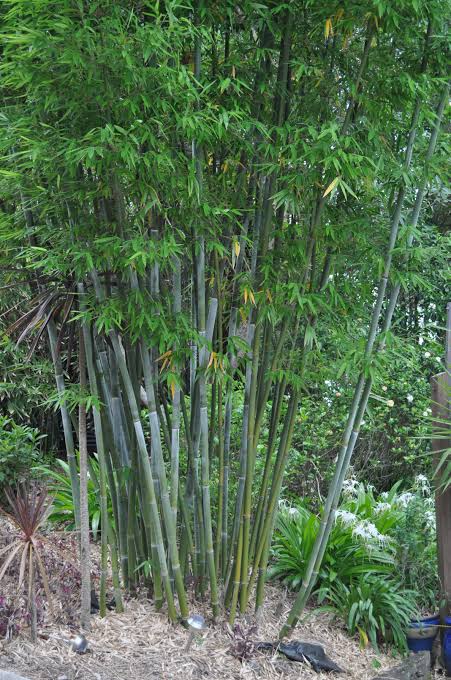 Bambusa chungii