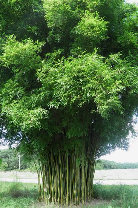 Bambusa textilis var. gracilis