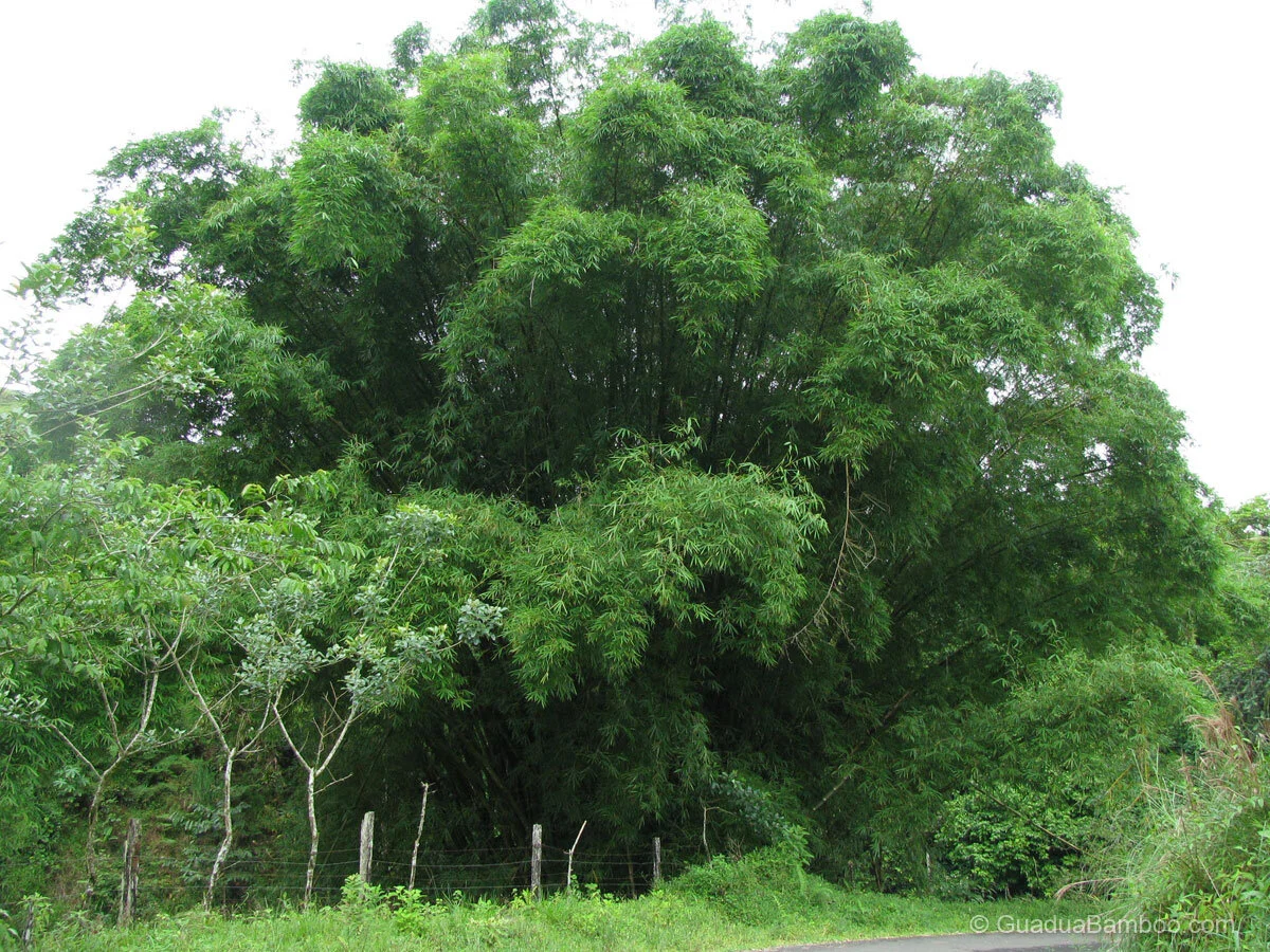 Bambusa vulgaris (Green) - Image 2