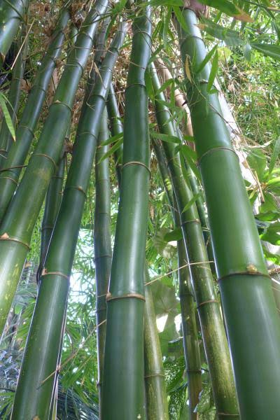 Bambusa vulgaris (Green)