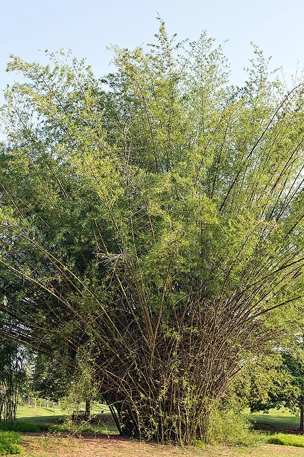 Bambusa bambos