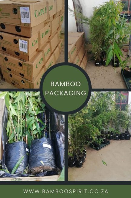 Bamboo-Packaging-768x1152